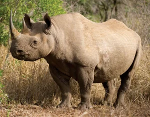 Endangered black rhino conservation is an example of how Kenya protects endangered wildlife
