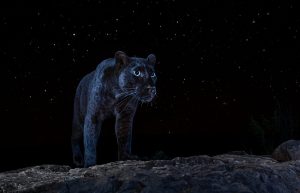 Camera trapping capturing the black leopards in their natural habitats
