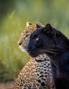 Black leopards in Kenya