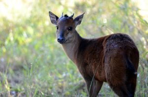 Blue duiker, its among the tiny antelopes in Kenya