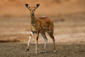Bush buck is among the shy antelopes in Kenya