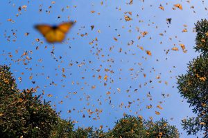Butterfly migration, a common group of animal migrations in Kenya