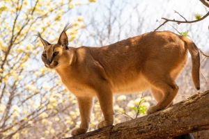 Caracal is among the wild cats in Kenya