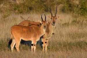 Common eland are among the most famous antelopes in Kenya