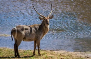 Common waterbuck, it is among the famous antelopes in Kenya