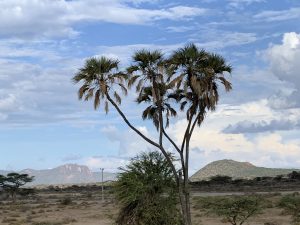 Doum Palm, among the famous trees in Kenya