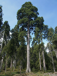 The East African cedar trees in Kenya