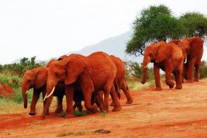 Seasonal elephant family migration in the Tsavo, the migration is among common animal migrations in Kenya