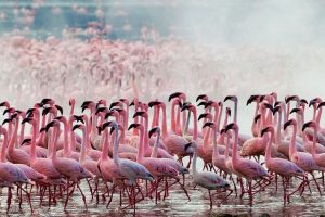 flamingo migration in Lake Nakuru, it is among the common animal migrations in Kenya