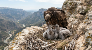 fun facts about vultures: a vulture feeding its chicks