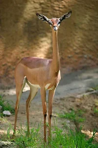 Gerenuk, they are most common antelopes in Kenya