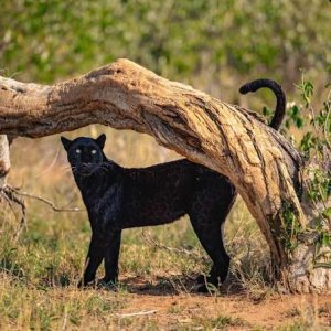Giza mrembo, the most famous among the black leopards in Kenya