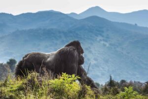Gorilla trekking in East Africa