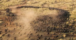 Wildebeests in the plains of the Masai Mara National Reserve, one of the best places to witness the Great Migration