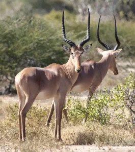 Hirola conservation is an example of how Kenya protects endangered wildlife