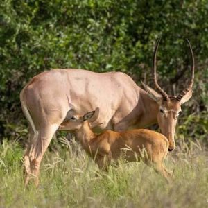 Hirolas are among the most rarest antelopes in Kenya