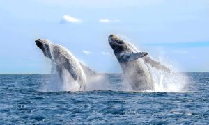 Humpback whale, their migration makes up to the famous animal migrations in Kenya