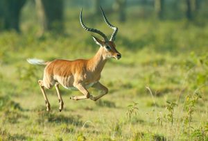 Impala, they are the most common antelopes in Kenya