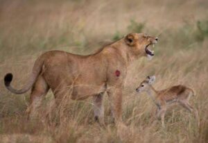 Kamunyak, the lioness whose story is among the most famous lions in Africa
