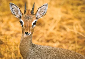 Kirk's dik dik, the most adorable antelopes in Kenya