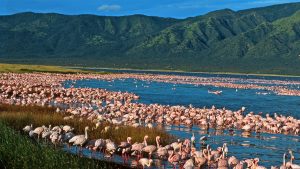 Flamingoes at Lake Nakuru, one of the famous lakes of the great rift valley