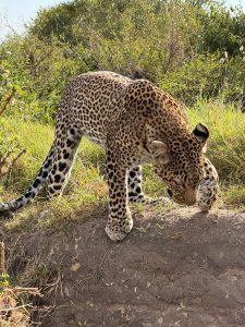 Leopard captured in the wild, it is among the wild cats in Kenya