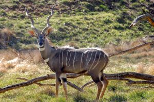 Lesser kudu, it's among the most elegant antelopes in Kenya