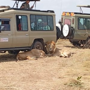 Lions resting beside Bison's safari vehicles