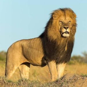 Lipstick is among the most famous lions in Africa