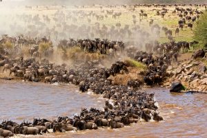 Mara Triangle is among the best places to witness the Great Migration in the Maasai Mara