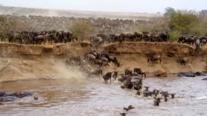 Masai Mara National Reserve is one of the best weekend getaways in Kenya