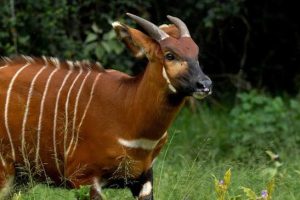 Mountain bongo at the Mount Kenya Conservancy is a perfect example of how Kenya protects endangered wildlife