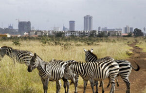 Nairobi National Park is one of the best day trips from Nairobi