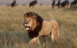 Notch is among the most famous lions in Africa that left a legacy