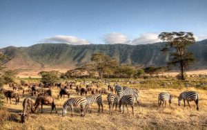 Wildebeests and zebras grazing at the Ol Kinyei Consrvancy, one of the best places to witness the Great Migration