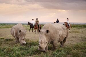 Ol- Pejeta Conservancy, one of the best weekend getaways in Kenya
