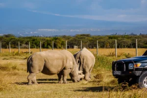 Ol Pajeta Conservancy, one of the best day trips from Nairobi
