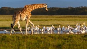 Rothschild's Giraffe in lake Nakuru Park, its conservation shows how Kenya protects endangered wildlife