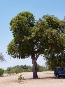 Sausage tree in the African savannah, it is among the famous trees in Kenya