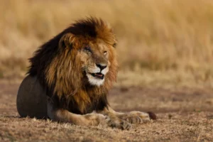 Scarface is among the most famous lions in Africa