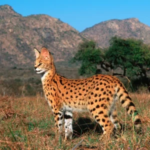 Serval is among the wild cats in Kenya