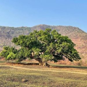 Sycamore fig trees in Kenya