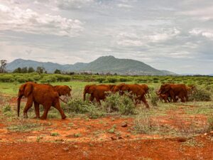 Tsavo East National Park