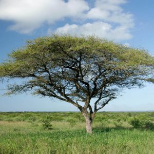 Umbrella Thorn Acacia, one of the most famous trees in Kenya