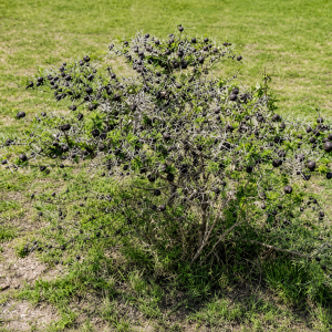 Whistling thorn tree is among the famous trees in Kenya