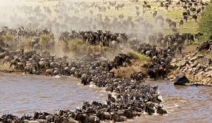 Great wildebeest migration at Mara River, it is among the best animal migrations in Kenya