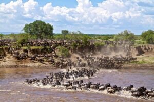 Wildebeest migration in East Africa