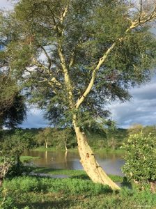 Yellow Fever Tree, it is among the incredible trees in Kenya