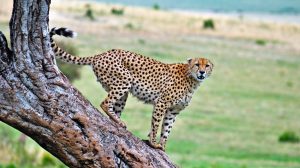 Cheetah in the wild, its among the wild cats in Kenya