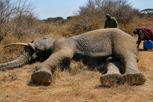 The amboseli elephant deaths